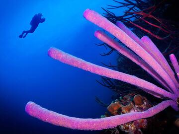 Bonaire -  Unterwasserwelt, © Buddy Dive Resort