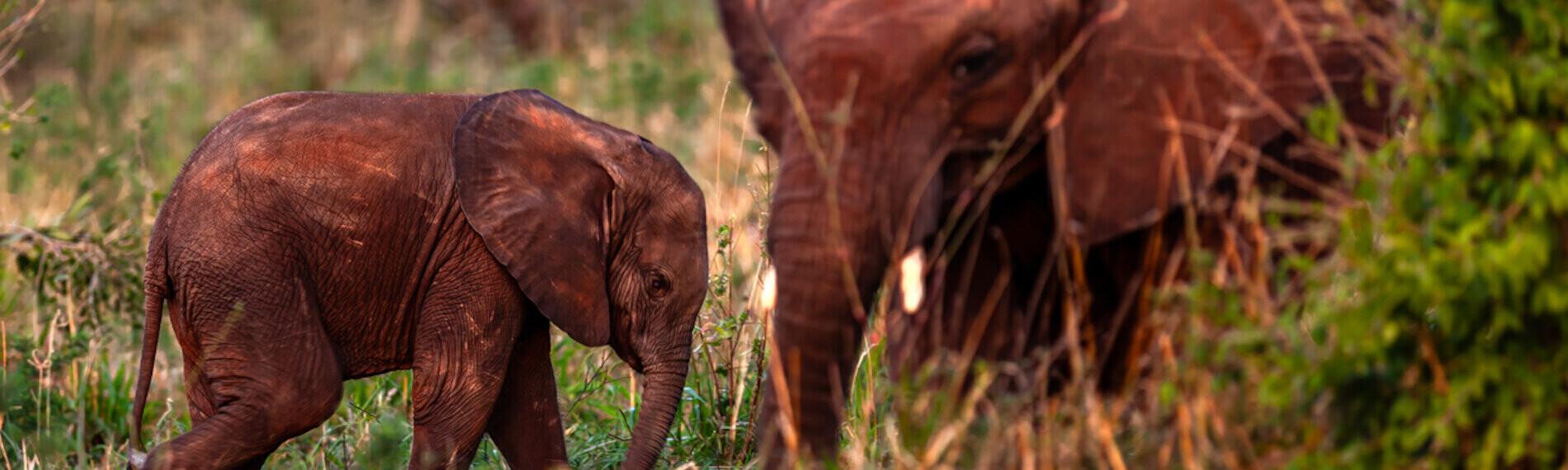 Kenia - Satao Camp - Elefanten-Junges und Mutter im grasbewachsenen Savannen-Habitat.