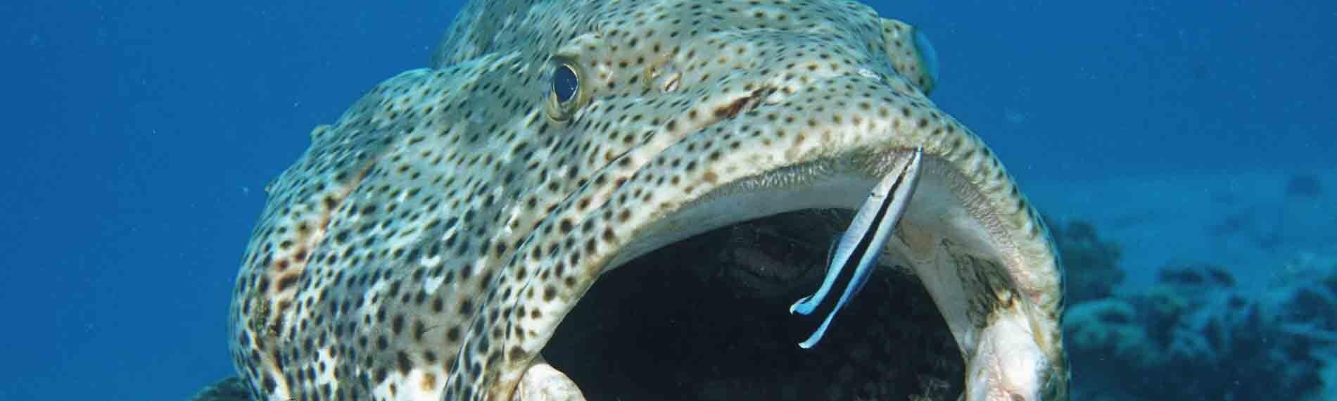 © Orca Dive Club