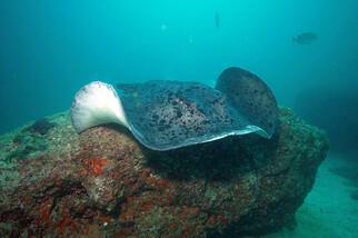Mirbat Unterwasserimpressionen © Extra Divers, Barney