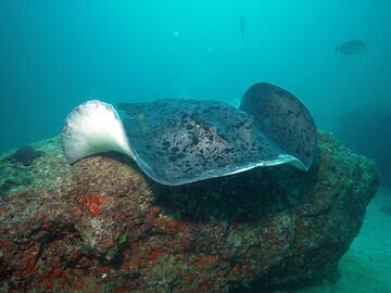 Mirbat Unterwasserimpressionen © Extra Divers, Barney