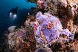 Indonesien - Nordsulawesi - Murex Bangka - Frogfish