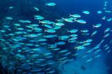 Soma Bay - Extra Divers Sharm el Naga - Hausriff (5)