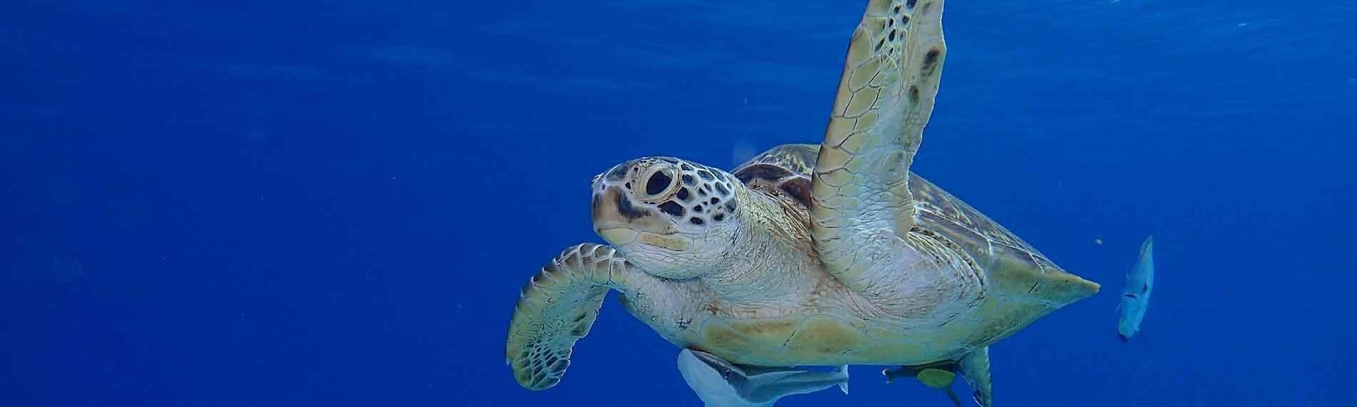 © Dugong Dive Center
