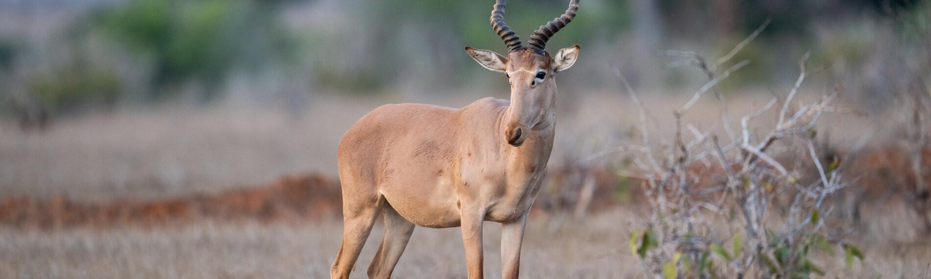 Kenia - Satao Camp - Ein Antilopenbock steht auf trockenem Savannenboden, umgeben von vereinzelter Vegetation und einem unscharfen Hintergrund.
