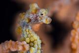 Indonesien - Nordsulawesi - Bangka - Coral Eye - Pygmy Seahorse