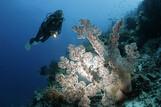 Cebu - Dolphin House, Unterwasser
