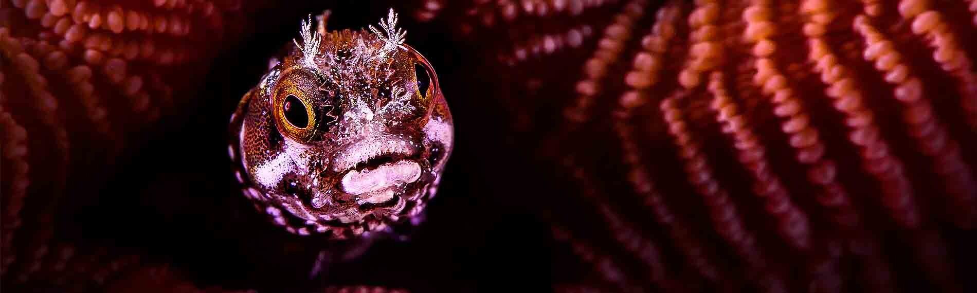 © Buddy Dive Resort