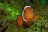 Negros - Atmosphere Resort - Clownfish