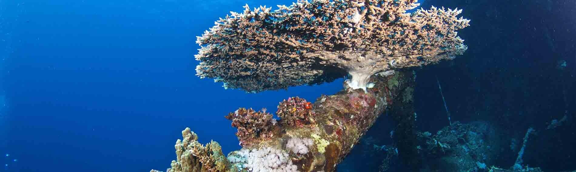 © Orca Dive Club