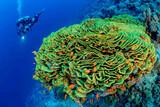 Soma Bay - Extra Divers Sharm el Naga - Hausriff (3)