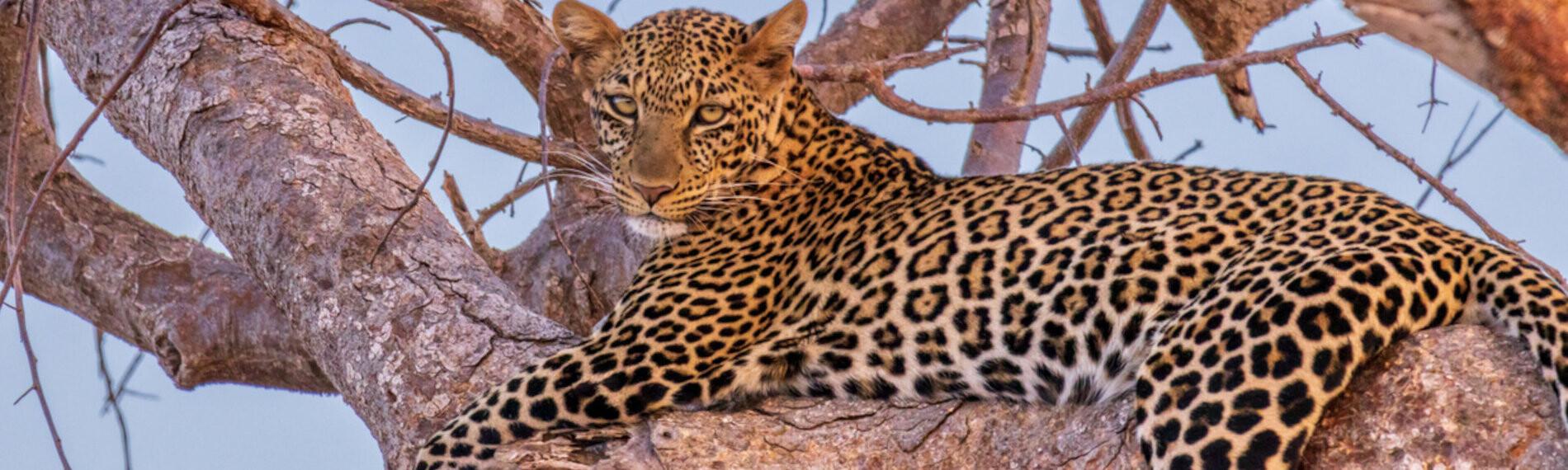 Kenia - Satao Camp - Leopard ruht auf einem Ast, Fellmuster deutlich sichtbar, umgeben von kahlen Ästen; Himmel im Hintergrund.