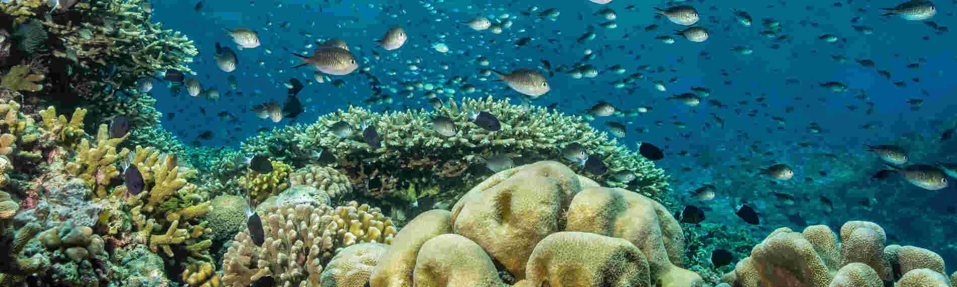 Nordsulawesi - Bunaken Nationalpark
