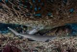Indonesien - Nordsulawesi - Bangka - Coral Eye - Weissspitzenriffhaie
