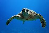 Lhaviyani Atoll - Kuredu, ProDivers Schildkröte