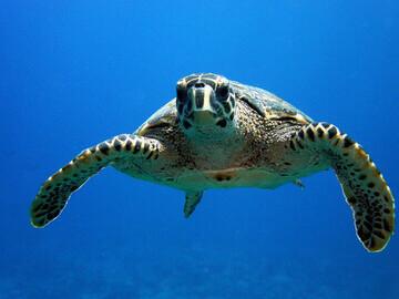 Lhaviyani Atoll - Kuredu, ProDivers Schildkröte