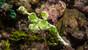 Nabucco Spice Island, UW Bild (4)