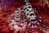 Indonesien - Nordsulawesi - Bangka - Coral Eye - Coleman Shrimps