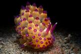 Nordsulawesi -  Unterwasser © Lembeh Resort