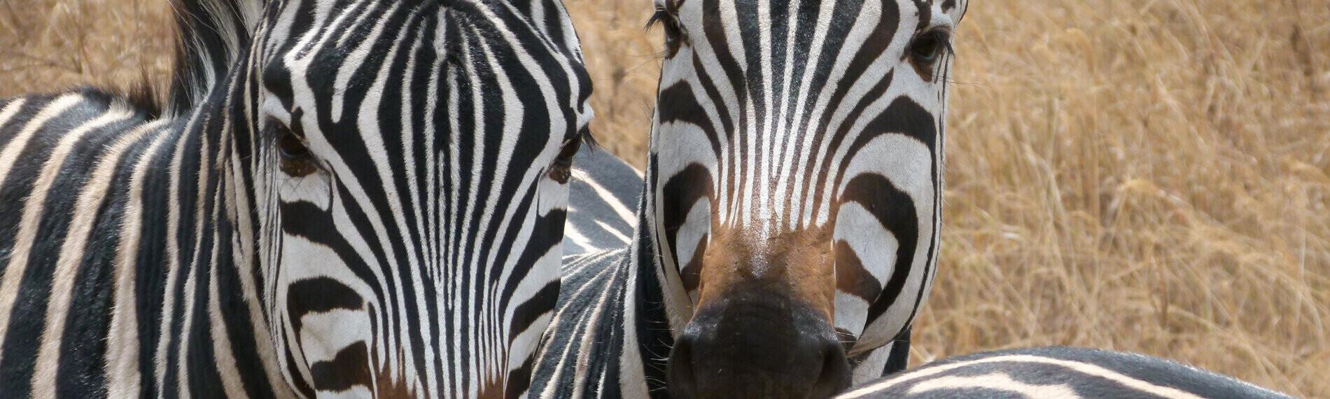 Zebras