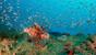 Philippinen - Busuanga - Coron - Easy Diving Coron - Rotfeuerfisch