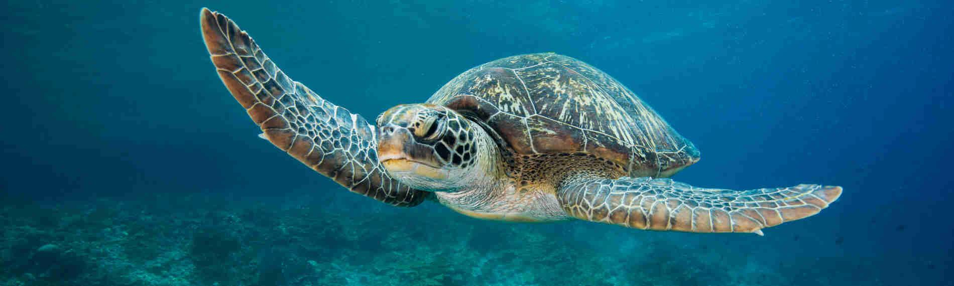 Cebu - Moalboal - Magic Island Divecenter - Schildkroete