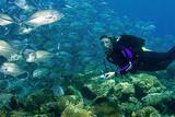 Bali -Unterwasserwelt © Tauch Terminal