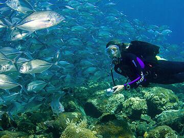Bali -Unterwasserwelt © Tauch Terminal