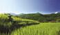 Bali - Reisterrasse