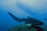 Mirbat Unterwasserimpressionen © Extra Divers, Barney