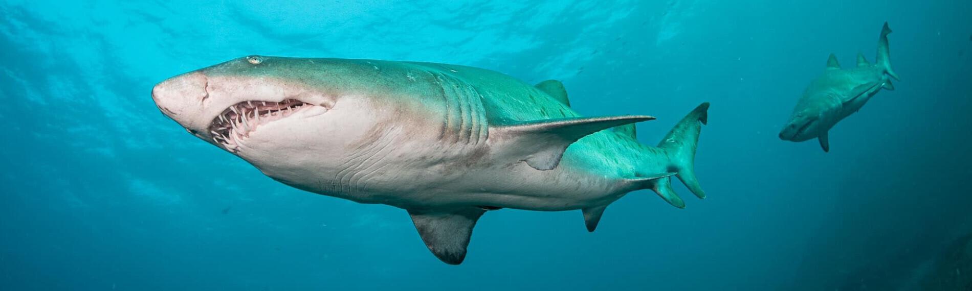 Südafrika - Safari Drive and Dive - Aliwal Shoal - Sandtigerhai