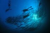 Osttimor - Dive Timor Lorosae - Barracudas