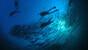 Osttimor - Dive Timor Lorosae - Barracudas