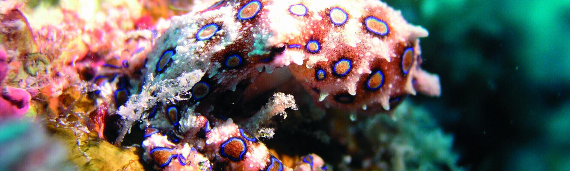 Borneo - Smart Divers, Baluring Octopus