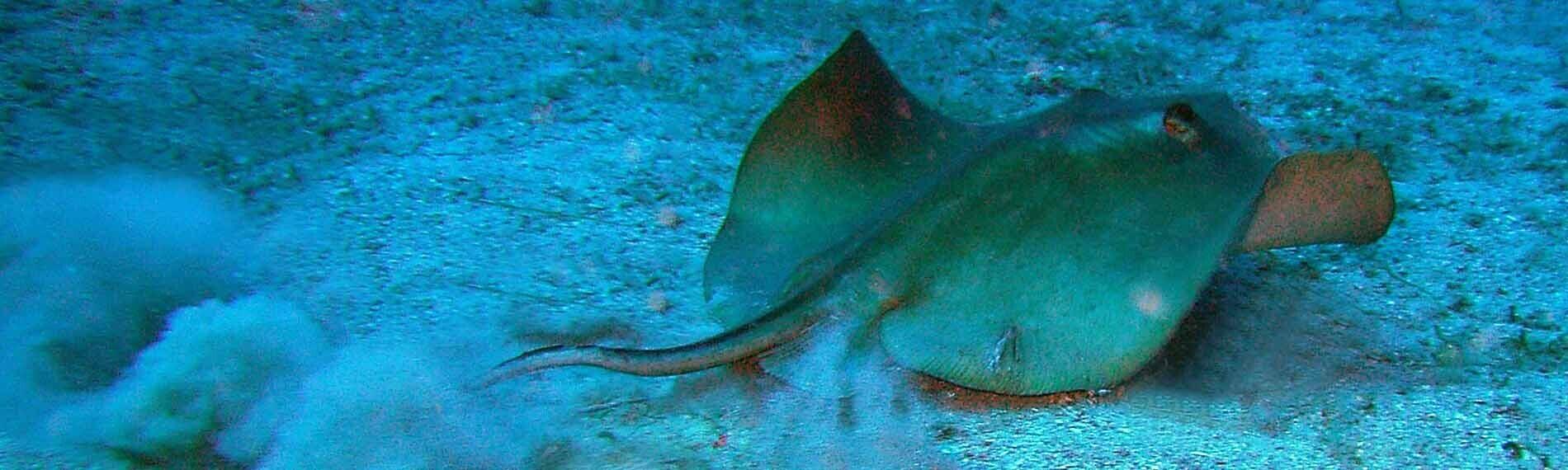 © jdive