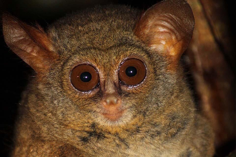 Tarsier Äffchen
