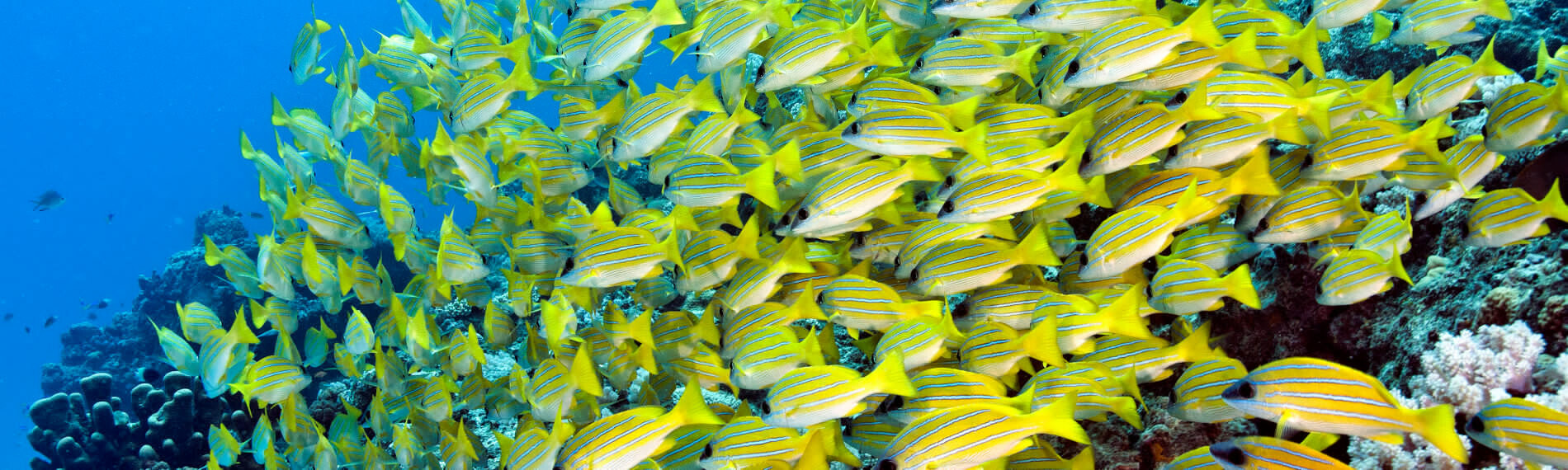 Mauritius - Orca Dive Club - Fischschwarm
