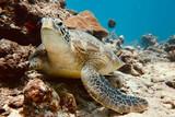 Malediven - Süd Male Atoll - Rannalhi, Schildkröte
