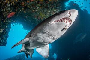 Safari Drive & Dive (Aliwal Shoal)