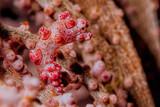 Indonesien - Nordsulawesi - Murex Bangka - Pygmy Seahorse