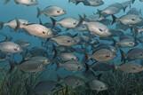 Tobago - Unterwasserwelt © Norbert Probst