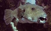 Unterwasserwelt El Gouna © ORCA Dive Club