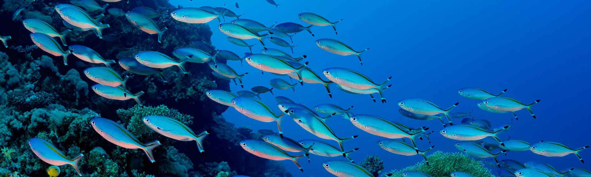 Fischschwarm