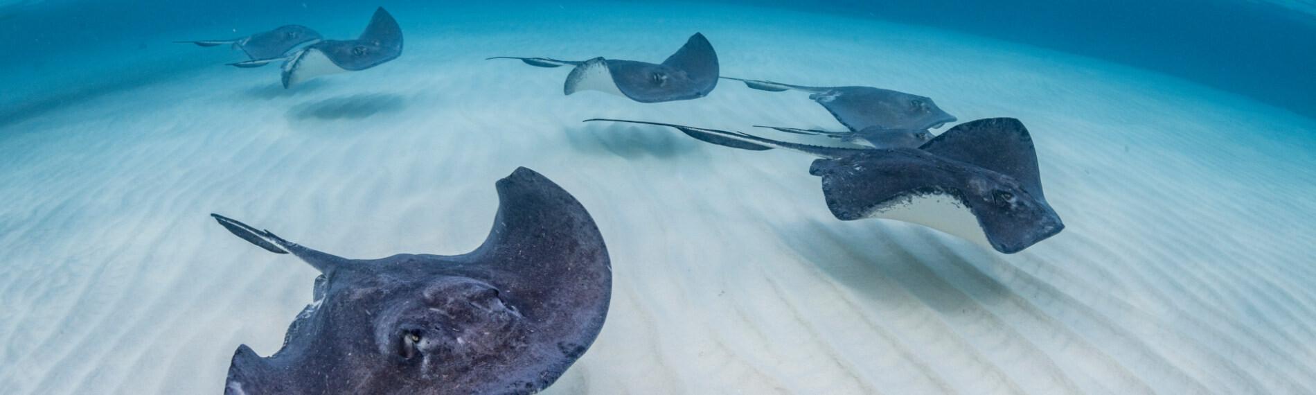 Stingray City