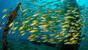 Philippinen - Busuanga - Coron - Easy Diving Coron - Schwarm