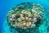 Tansania Pemba Unterwasserwelt © Manta Resort -  Local Coral Reef