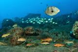 Madeira  - Unterwasser © Manta Diving