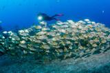 Madeira -  Manta Diving - Unterwasser Highlights