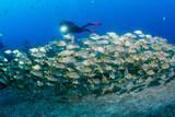 Madeira - Manta Diving - Unterwasser Highlights