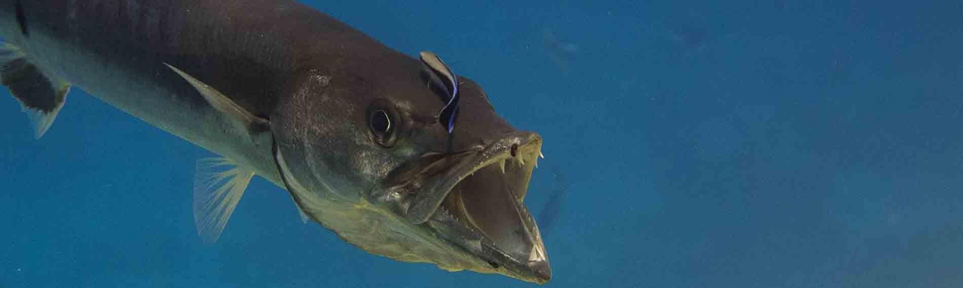 © Orca Dive Club